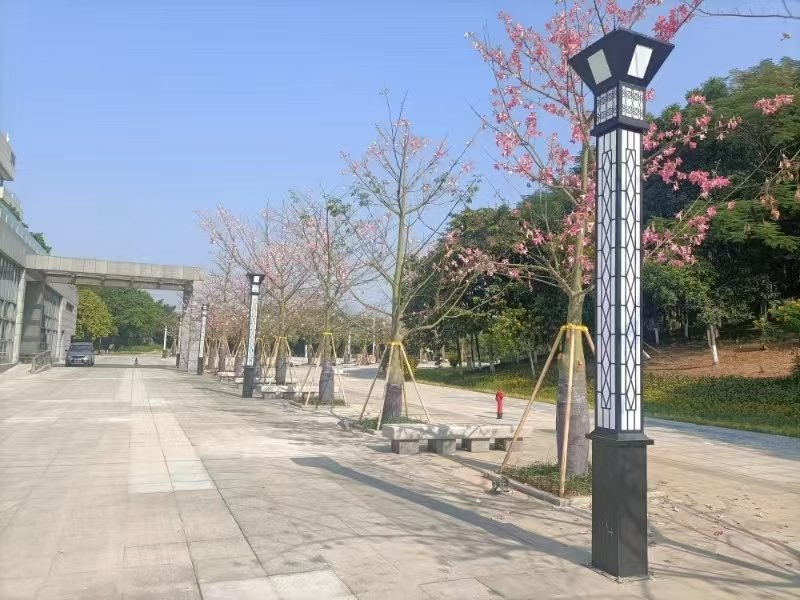 松山湖生态园广场庭院灯阵列与异木棉樱花树（春季实拍）